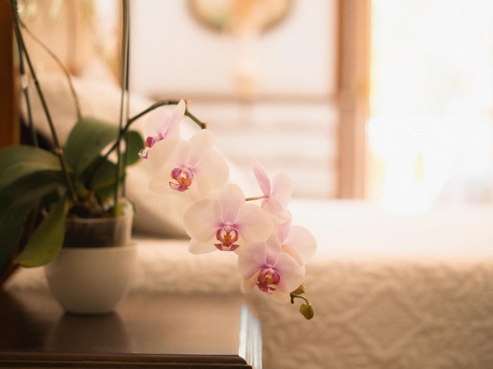 Chacara Rosa Cortiana Bed and Breakfast São Gabriel Eksteriør billede